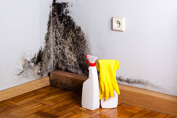 Best Environmental Consulting for Mold Prevention  in Anderson, MO